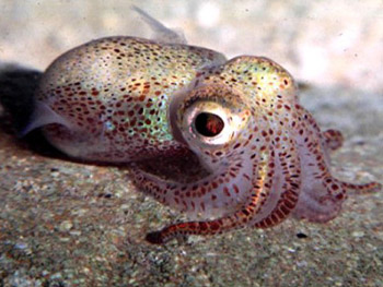 squid.jpg
