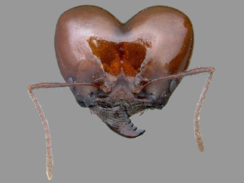 ant.jpg