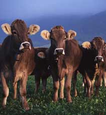 cows2.jpg