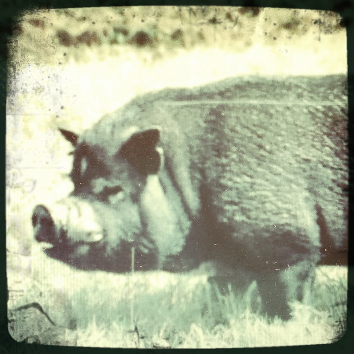 Disgruntled Pig